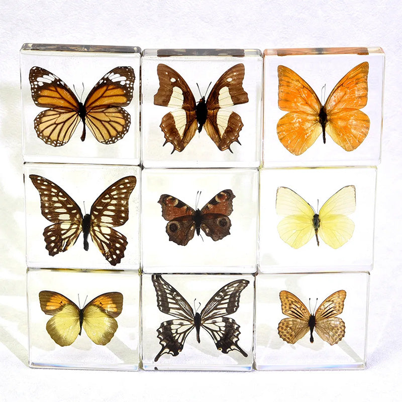 Butterfly Discovery Block