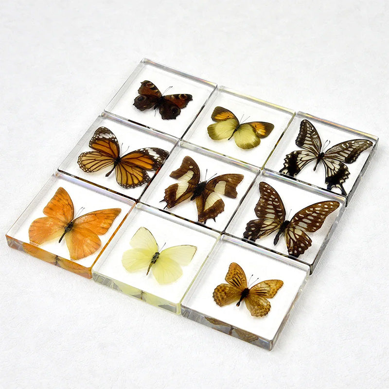 Butterfly Discovery Block