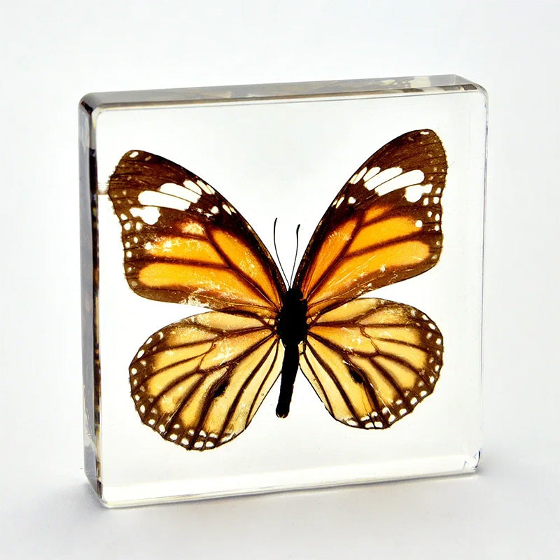 Butterfly Discovery Block