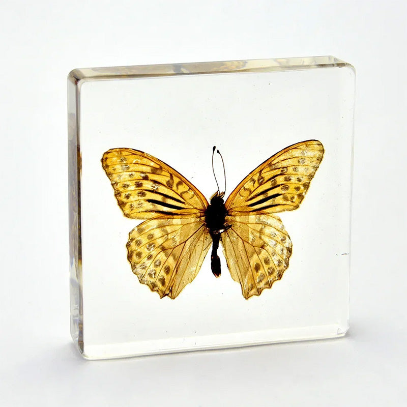 Butterfly Discovery Block