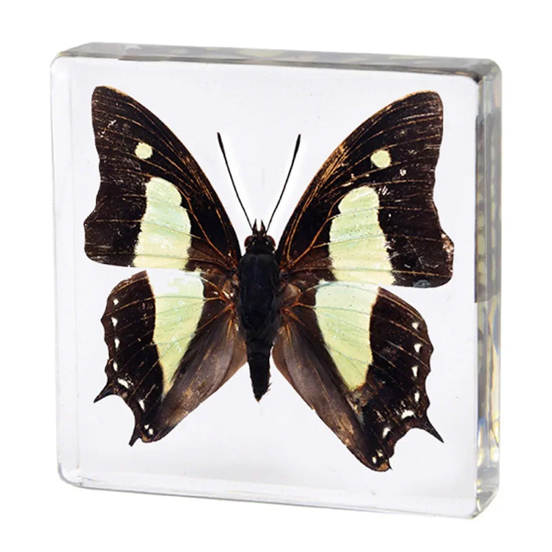 Butterfly Discovery Block