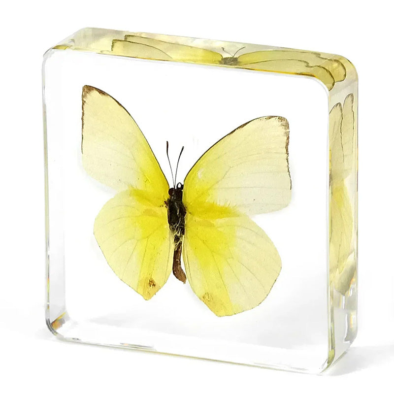Butterfly Discovery Block
