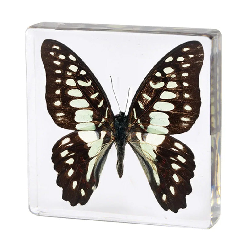 Butterfly Discovery Block