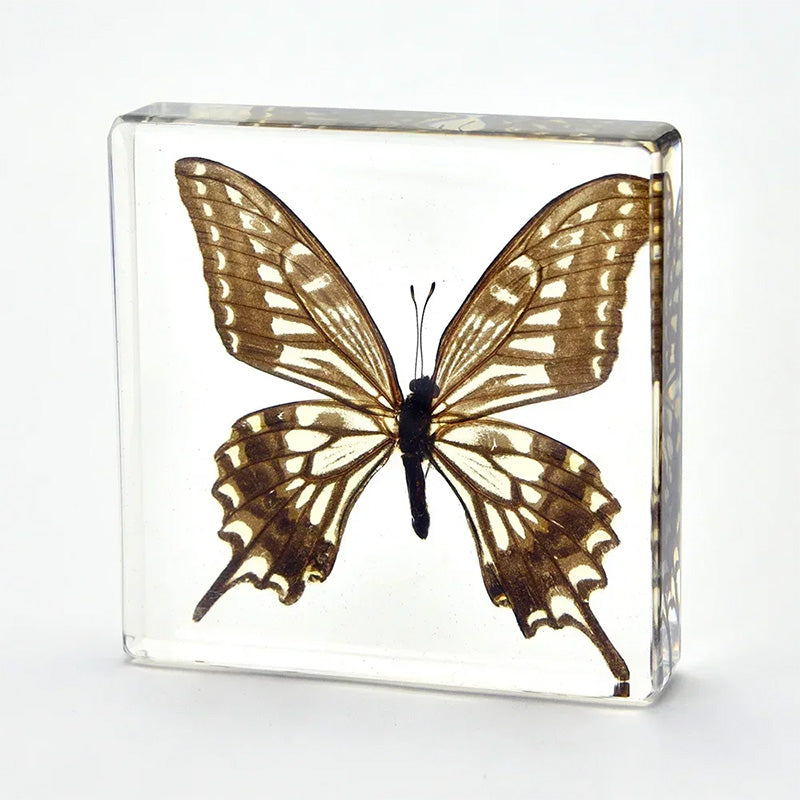 Butterfly Discovery Block