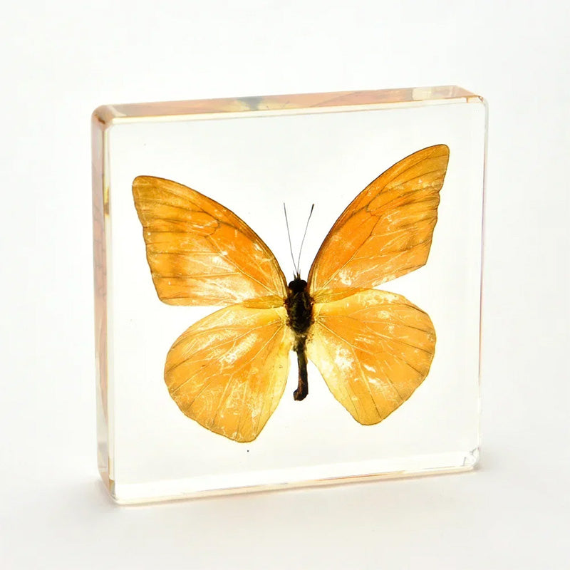 Butterfly Discovery Block
