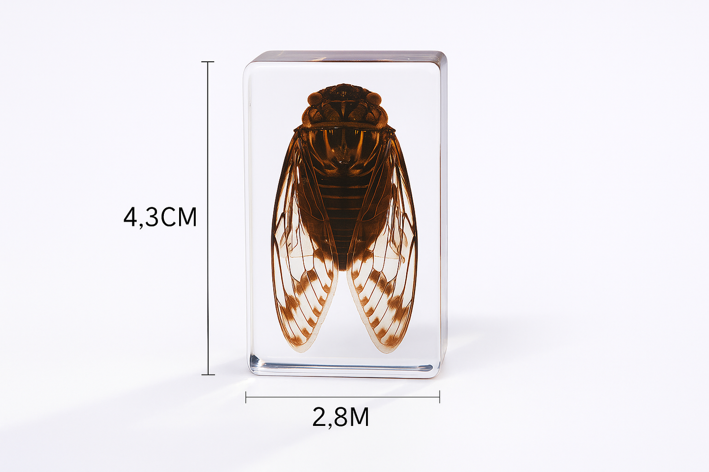 Preserved Nature Collection - Insects & Creatures in Resin