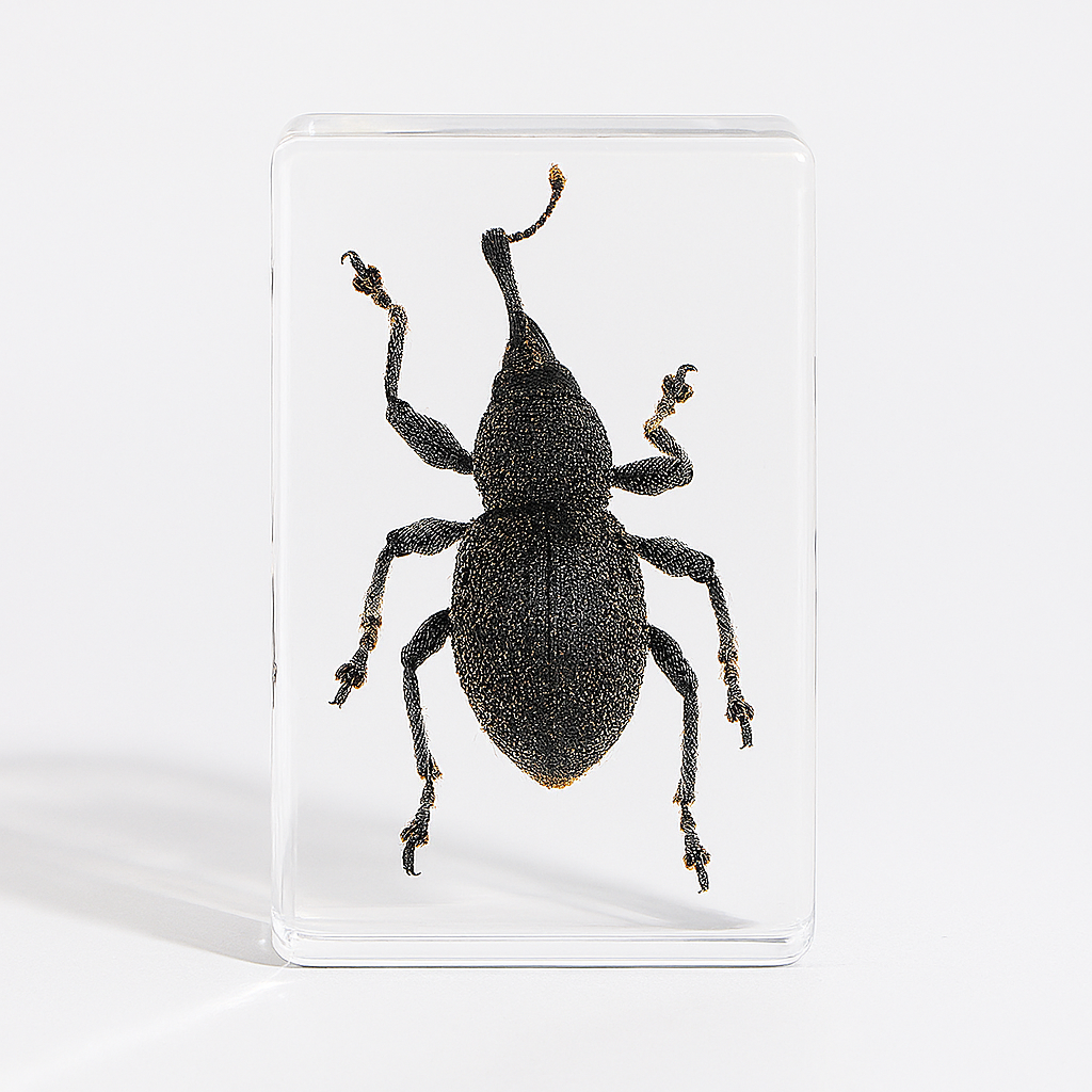 Preserved Nature Collection - Insects & Creatures in Resin