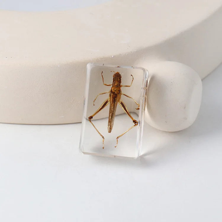 Preserved Nature Collection - Insects & Creatures in Resin