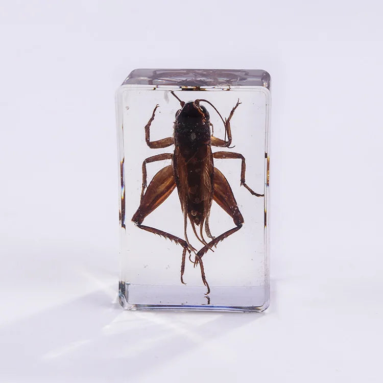 Preserved Nature Collection - Insects & Creatures in Resin