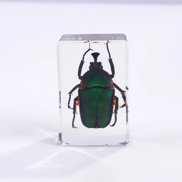 Preserved Nature Collection - Insects & Creatures in Resin