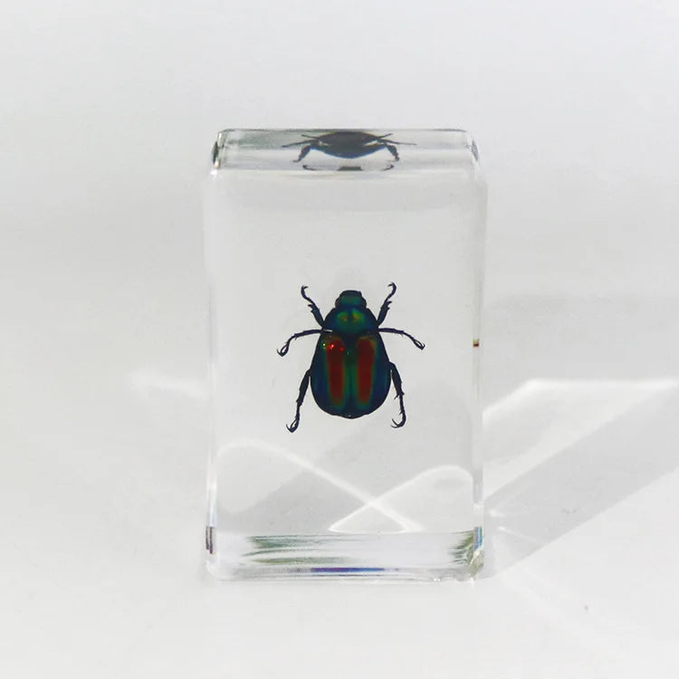 Preserved Nature Collection - Insects & Creatures in Resin
