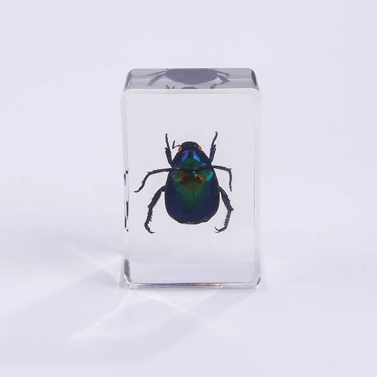 Preserved Nature Collection - Insects & Creatures in Resin