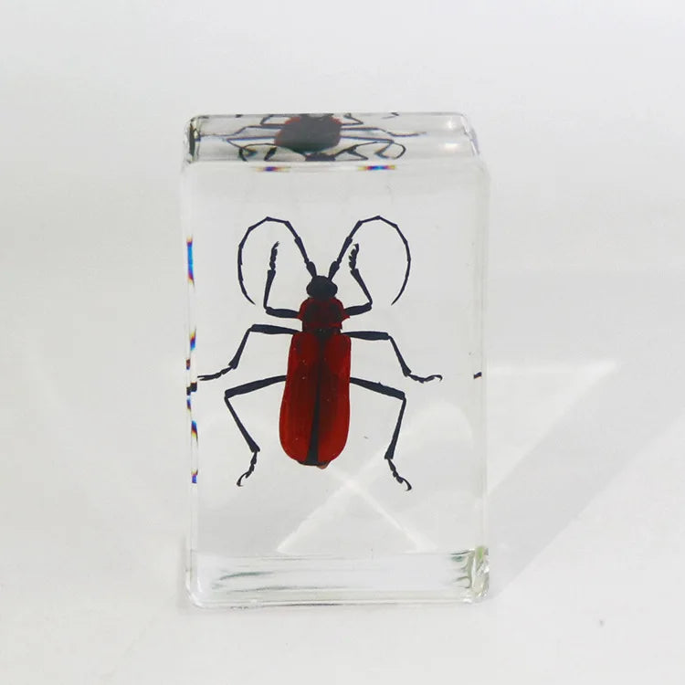 Preserved Nature Collection - Insects & Creatures in Resin