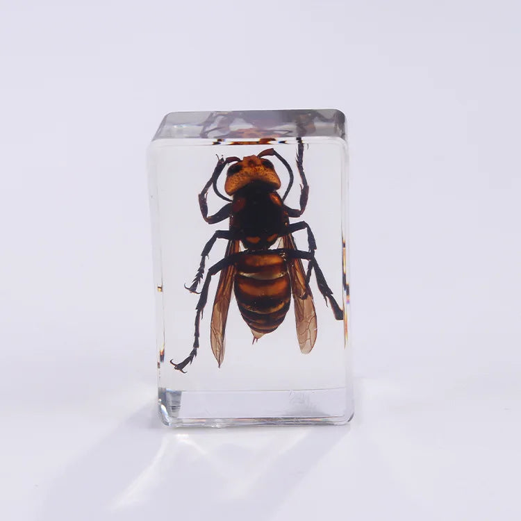 Preserved Nature Collection - Insects & Creatures in Resin