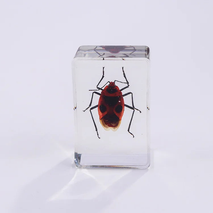 Preserved Nature Collection - Insects & Creatures in Resin