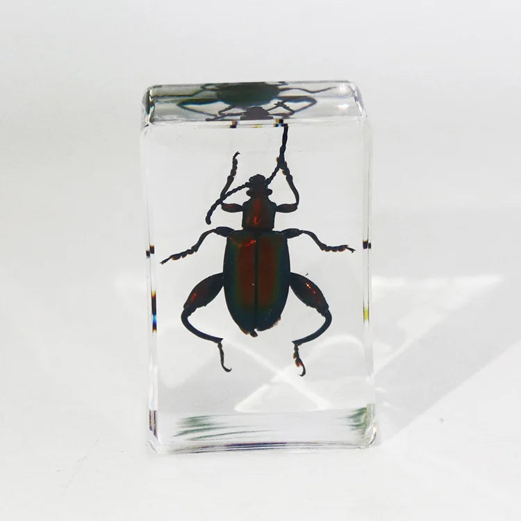 Preserved Nature Collection - Insects & Creatures in Resin