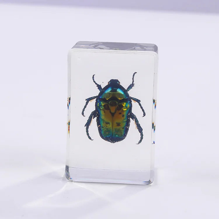 Preserved Nature Collection - Insects & Creatures in Resin