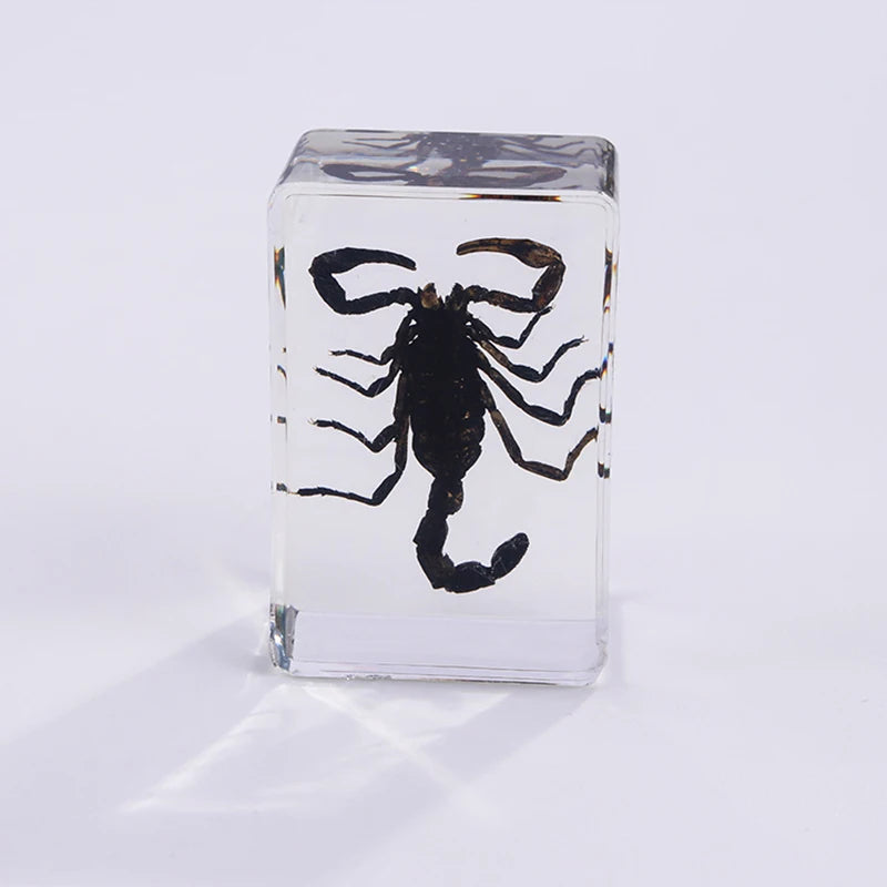Preserved Nature Collection - Insects & Creatures in Resin