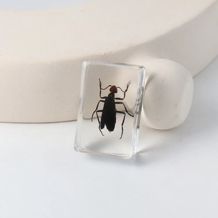 Preserved Nature Collection - Insects & Creatures in Resin