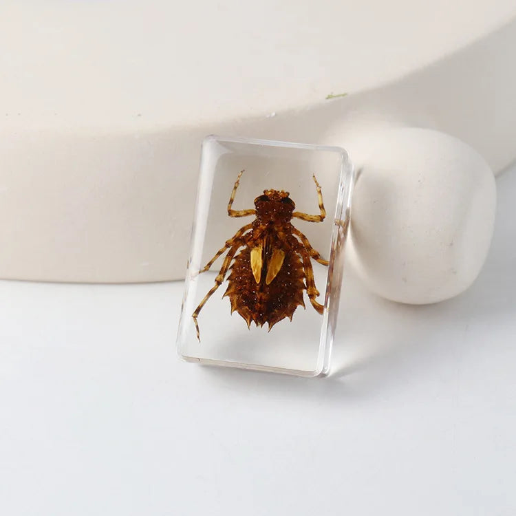 Preserved Nature Collection - Insects & Creatures in Resin