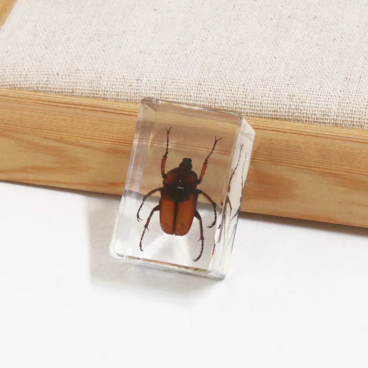 Preserved Nature Collection - Insects & Creatures in Resin