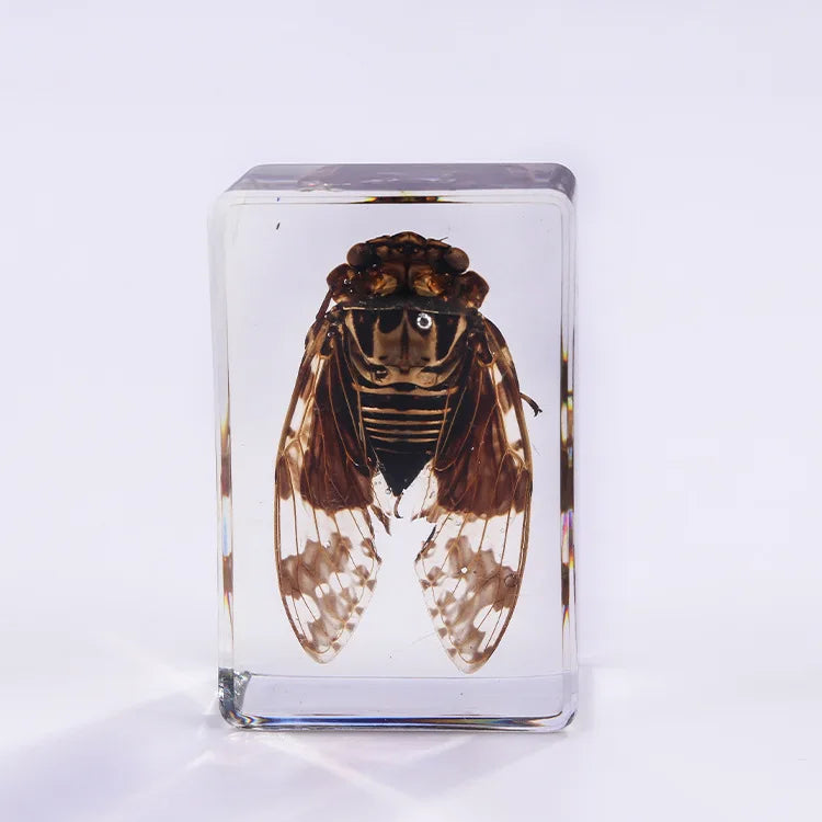 Preserved Nature Collection - Insects & Creatures in Resin