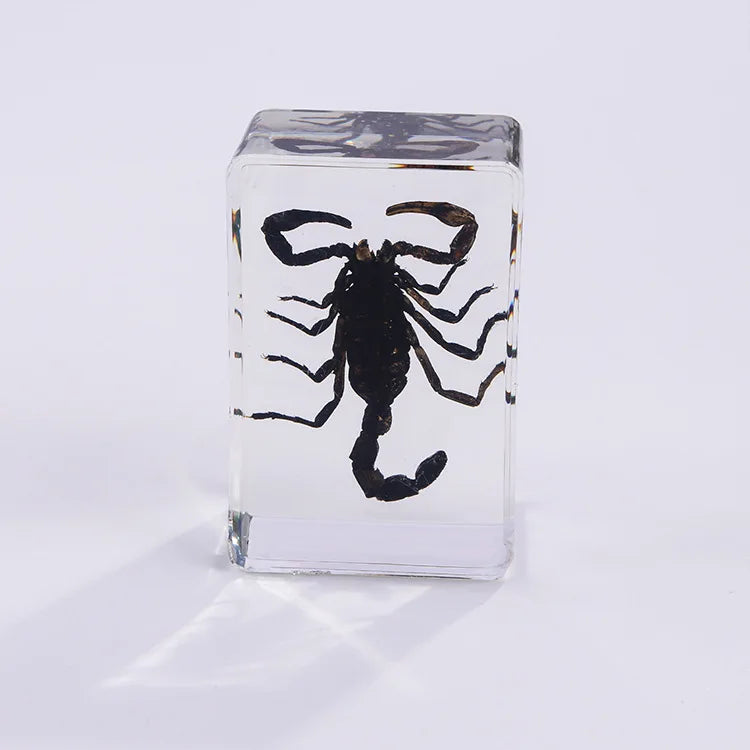 Preserved Nature Collection - Insects & Creatures in Resin