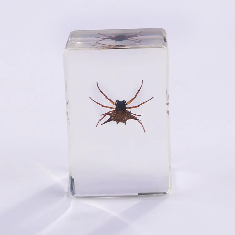 Preserved Nature Collection - Insects & Creatures in Resin