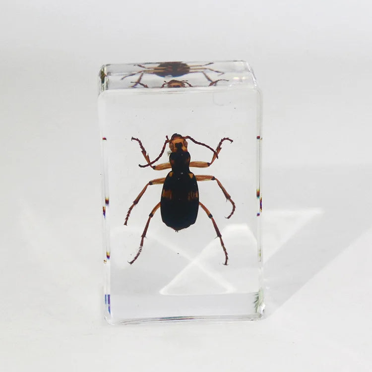 Preserved Nature Collection - Insects & Creatures in Resin