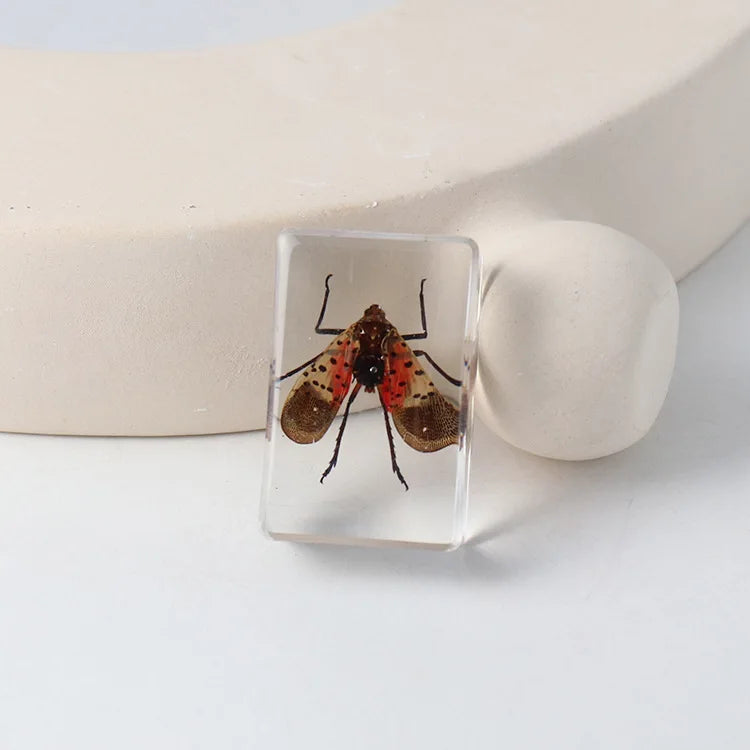Preserved Nature Collection - Insects & Creatures in Resin