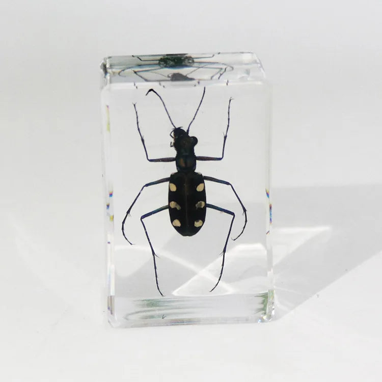 Preserved Nature Collection - Insects & Creatures in Resin
