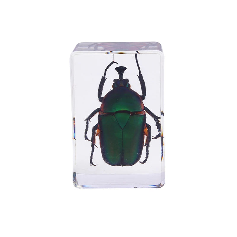 Preserved Nature Collection - Insects & Creatures in Resin