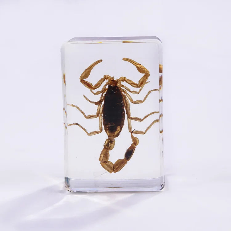 Preserved Nature Collection - Insects & Creatures in Resin