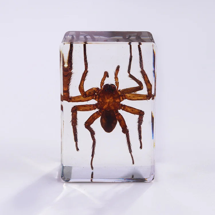 Preserved Nature Collection - Insects & Creatures in Resin