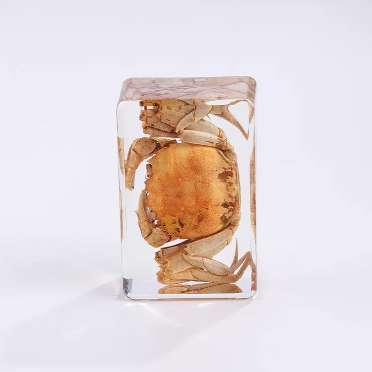 Preserved Nature Collection - Insects & Creatures in Resin