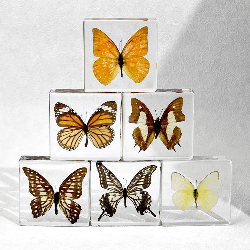 Butterfly Discovery Block