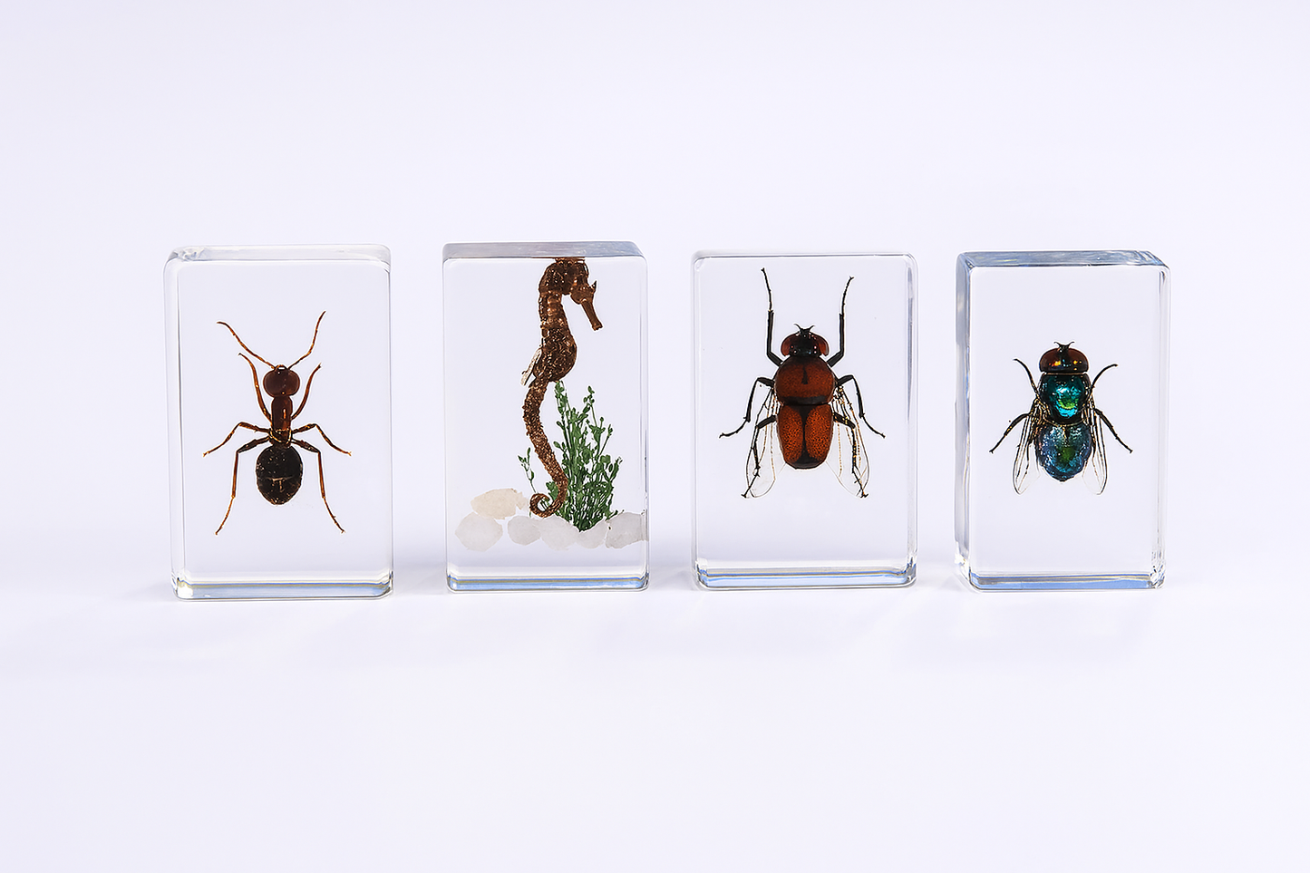 Preserved Nature Collection - Insects & Creatures in Resin