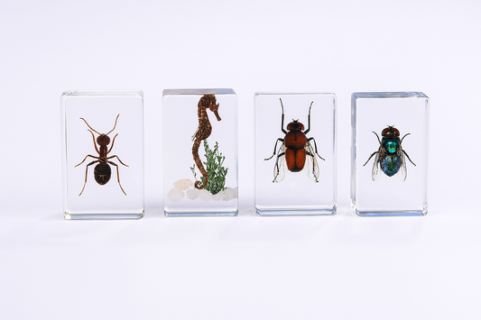 Preserved Nature Collection - Insects & Creatures in Resin