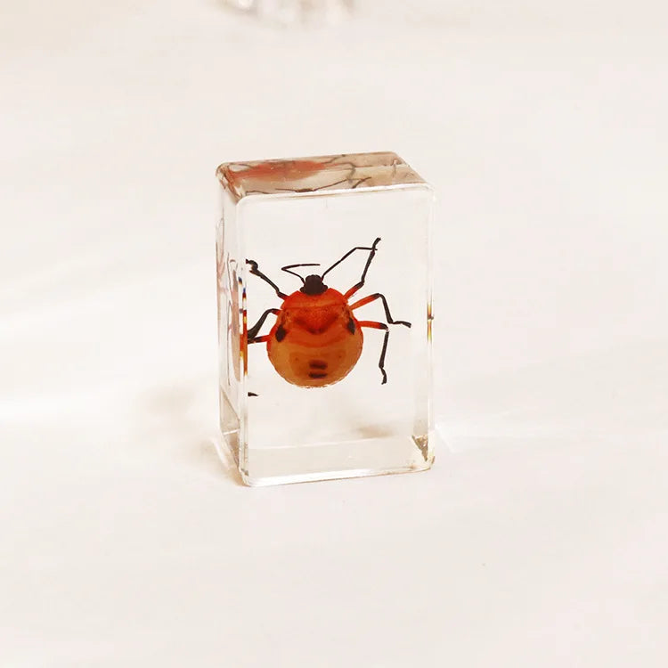 Preserved Nature Collection - Insects & Creatures in Resin