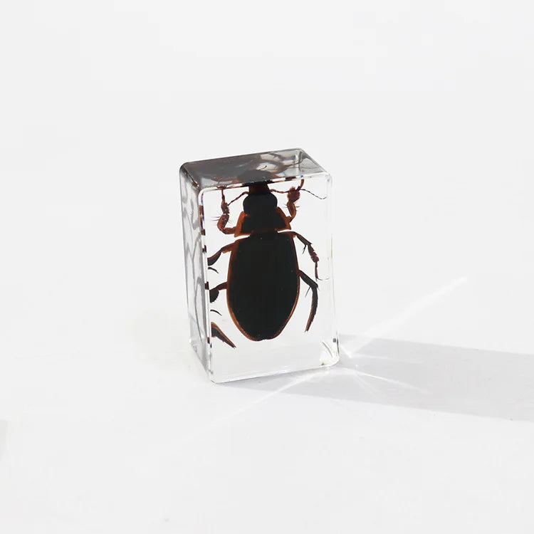 Preserved Nature Collection - Insects & Creatures in Resin