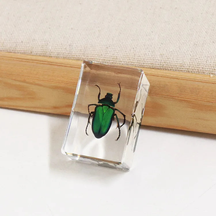 Preserved Nature Collection - Insects & Creatures in Resin