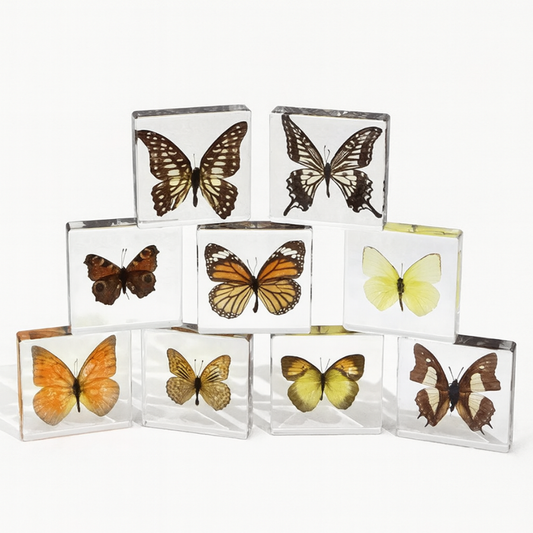 Butterfly Discovery Block